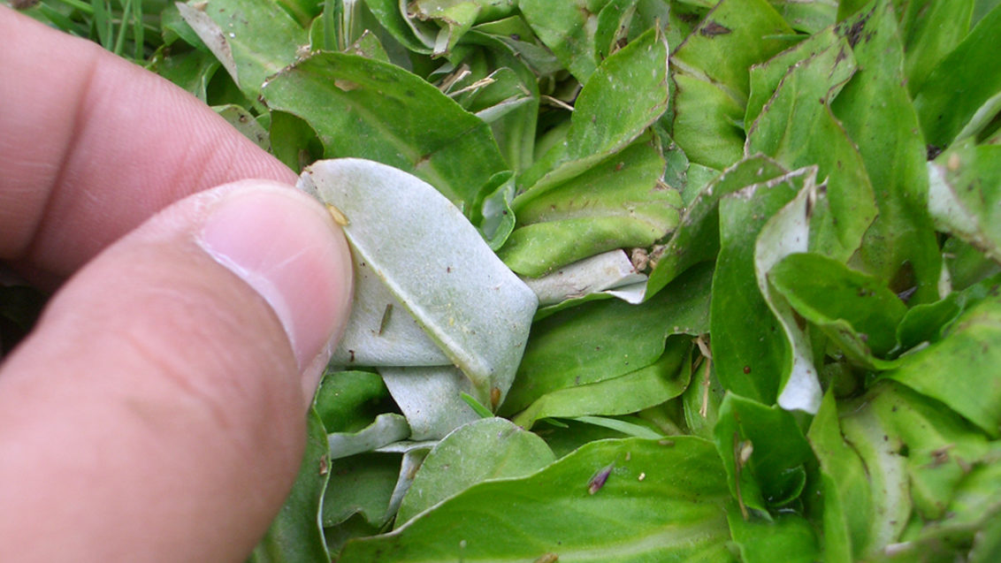 ウラジロチチコグサ 葉裏の形状