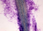 根の組織に感染したチビホコリタケ菌糸 