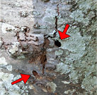 樹幹表面の成虫脱出孔