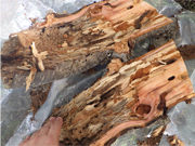 激しい食害を受けて枯死したサクラの樹幹表層部