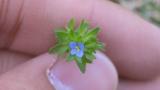 タチイヌノフグリ 花序