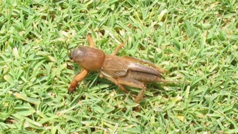 ケラ