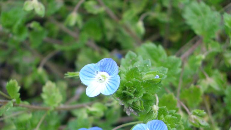 オオイヌノフグリ 花序