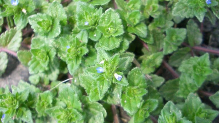 タチイヌノフグリ 葉腋に直接ついた花序
