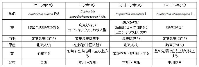 コニシキソウの見分け方