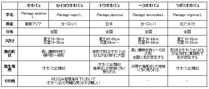 オオバコ相違点