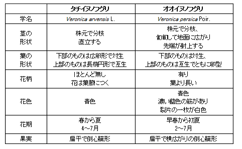 タチイヌノフグリとオオイヌノフグリの相違点